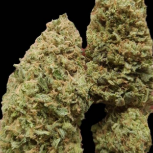 Hybrid White Widow cannabis gräs buds