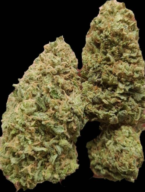 Hybrid White Widow cannabis gräs buds